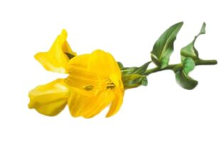 Evening primrose oil in Reduslim
